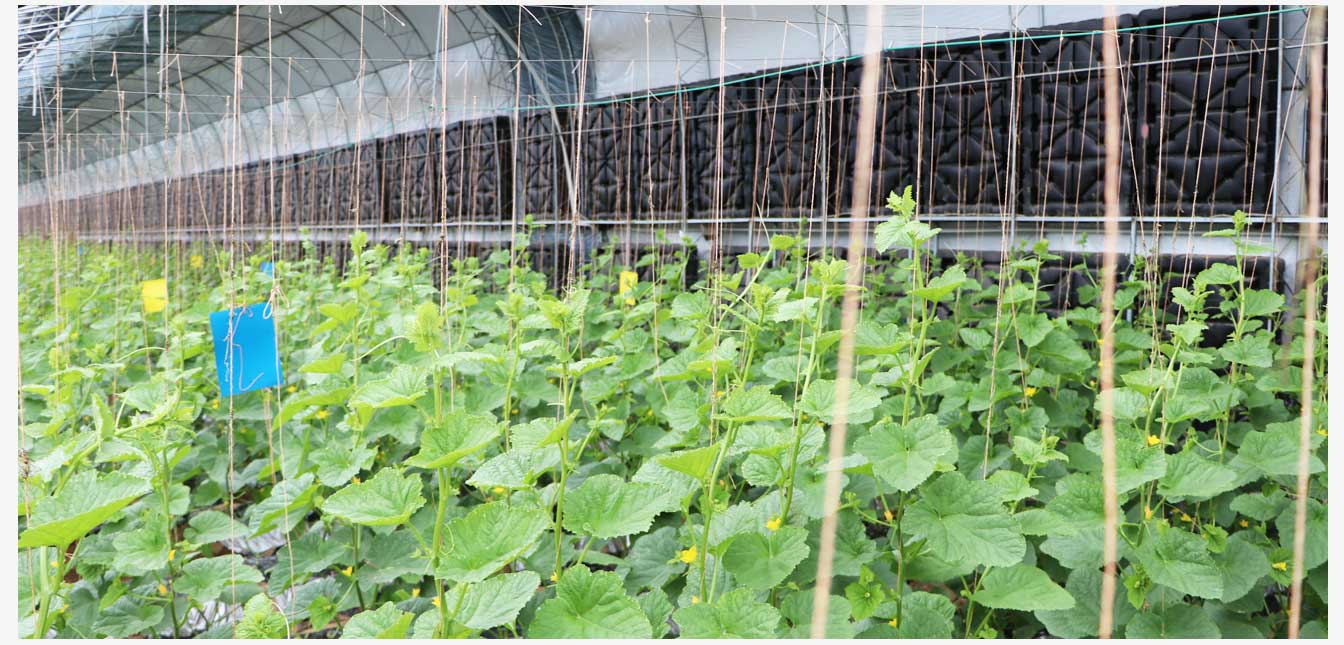 準格爾旗現(xiàn)代智慧設施農(nóng)業(yè)產(chǎn)業(yè)園(網(wǎng)頁)_30.jpg 準格爾旗現(xiàn)代智慧設施農(nóng)業(yè)產(chǎn)業(yè)園(網(wǎng)頁)_30.jpg